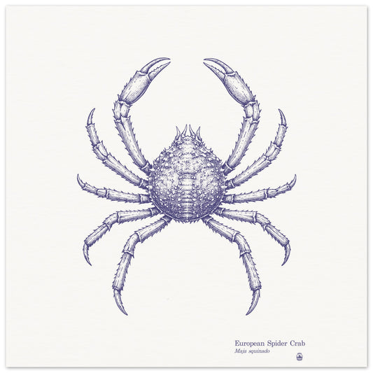 European Spider Crab Wall Art | Vintage Marine Illustration - Rampage Design Studio