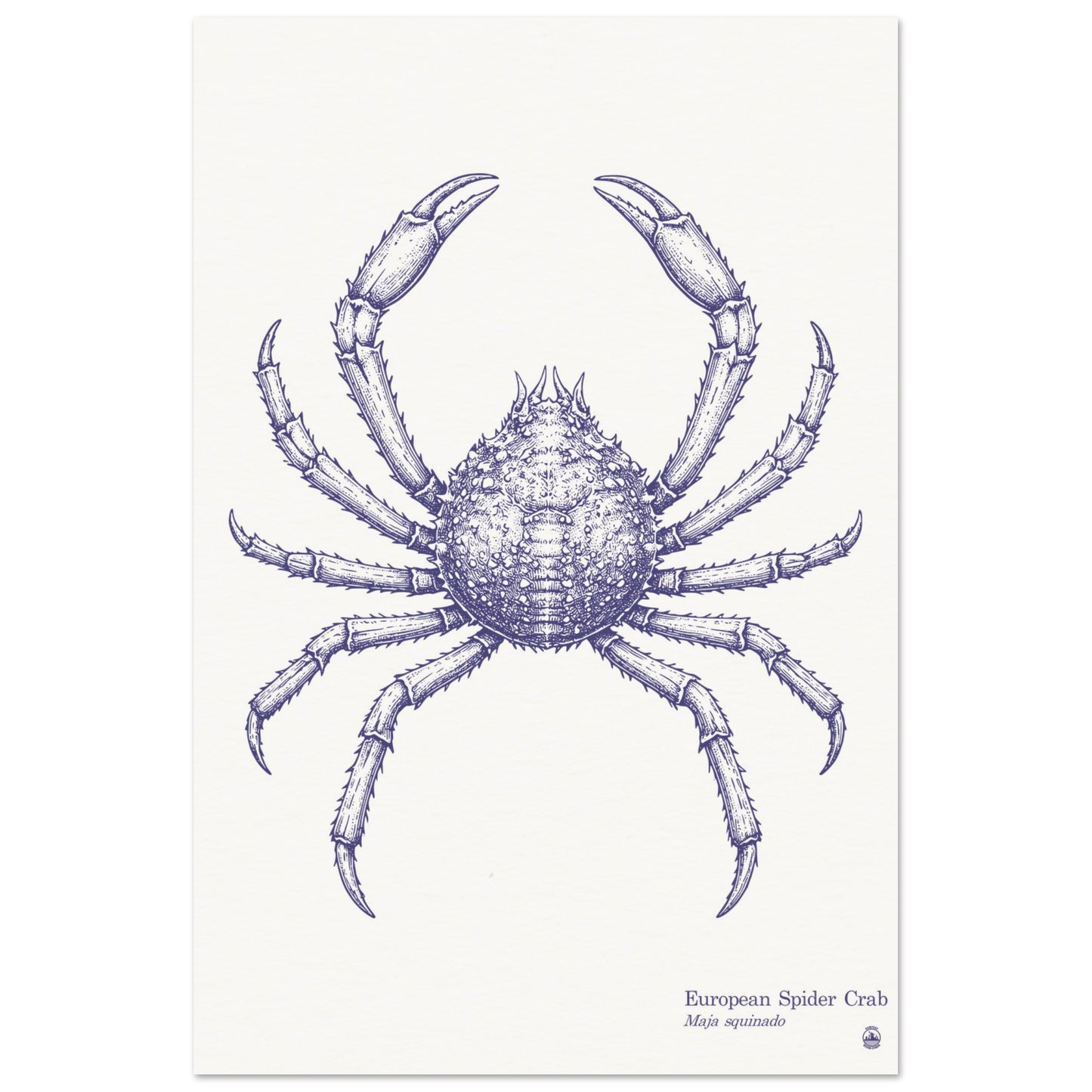 European Spider Crab Wall Art | Vintage Marine Illustration - Rampage Design Studio