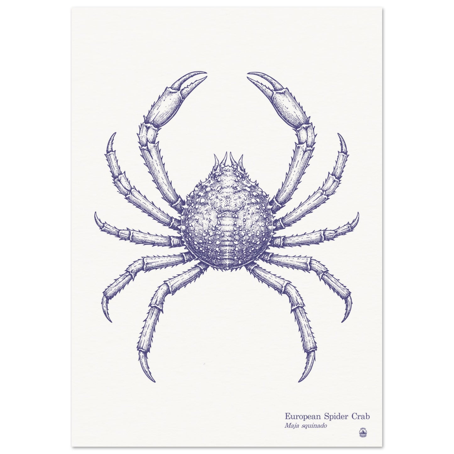European Spider Crab Wall Art | Vintage Marine Illustration - Rampage Design Studio