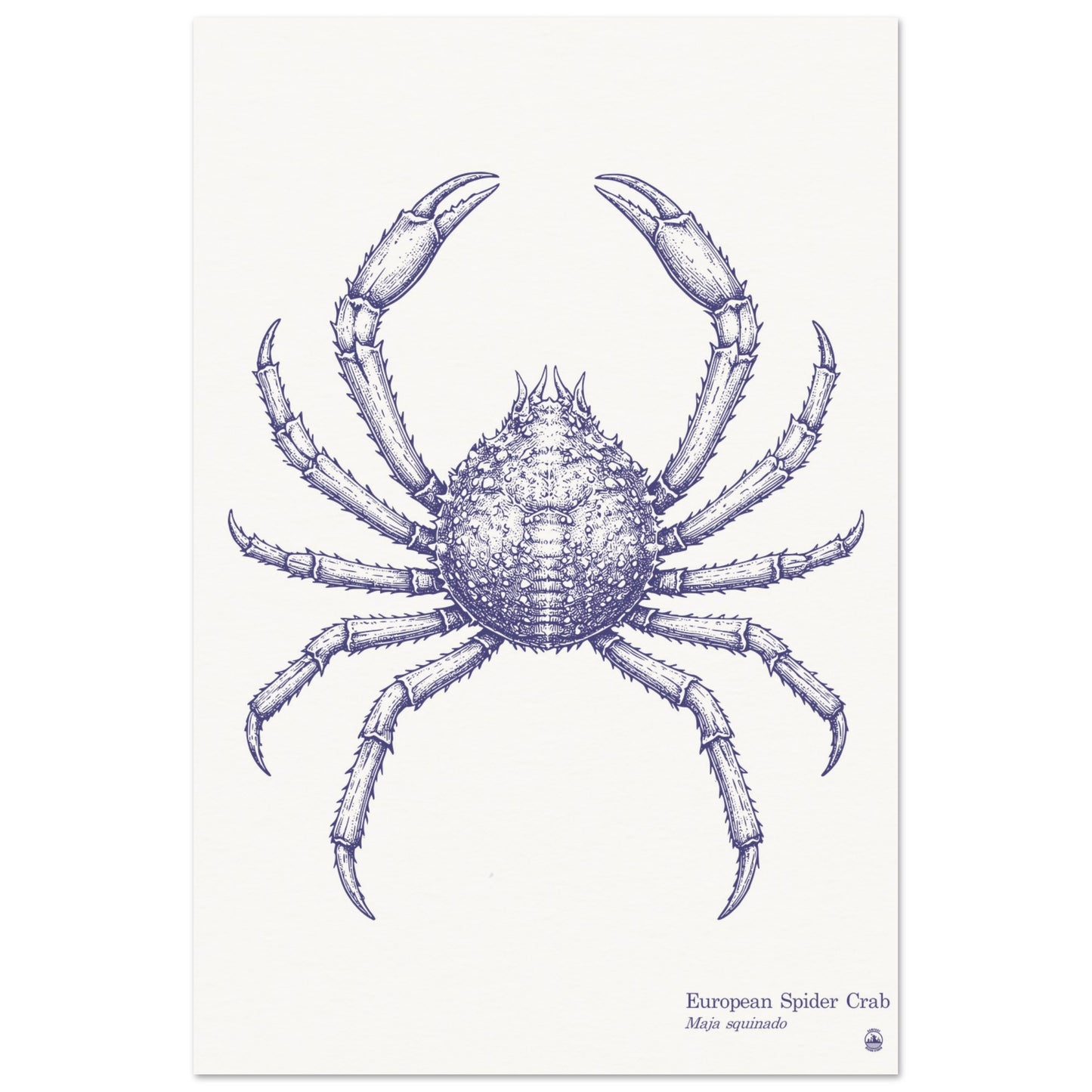 European Spider Crab Wall Art | Vintage Marine Illustration - Rampage Design Studio