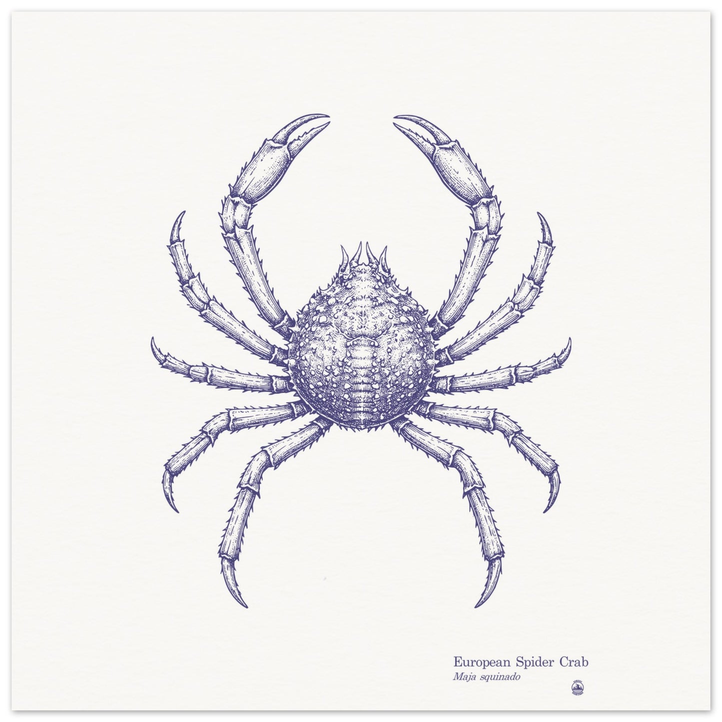 European Spider Crab Wall Art | Vintage Marine Illustration - Rampage Design Studio