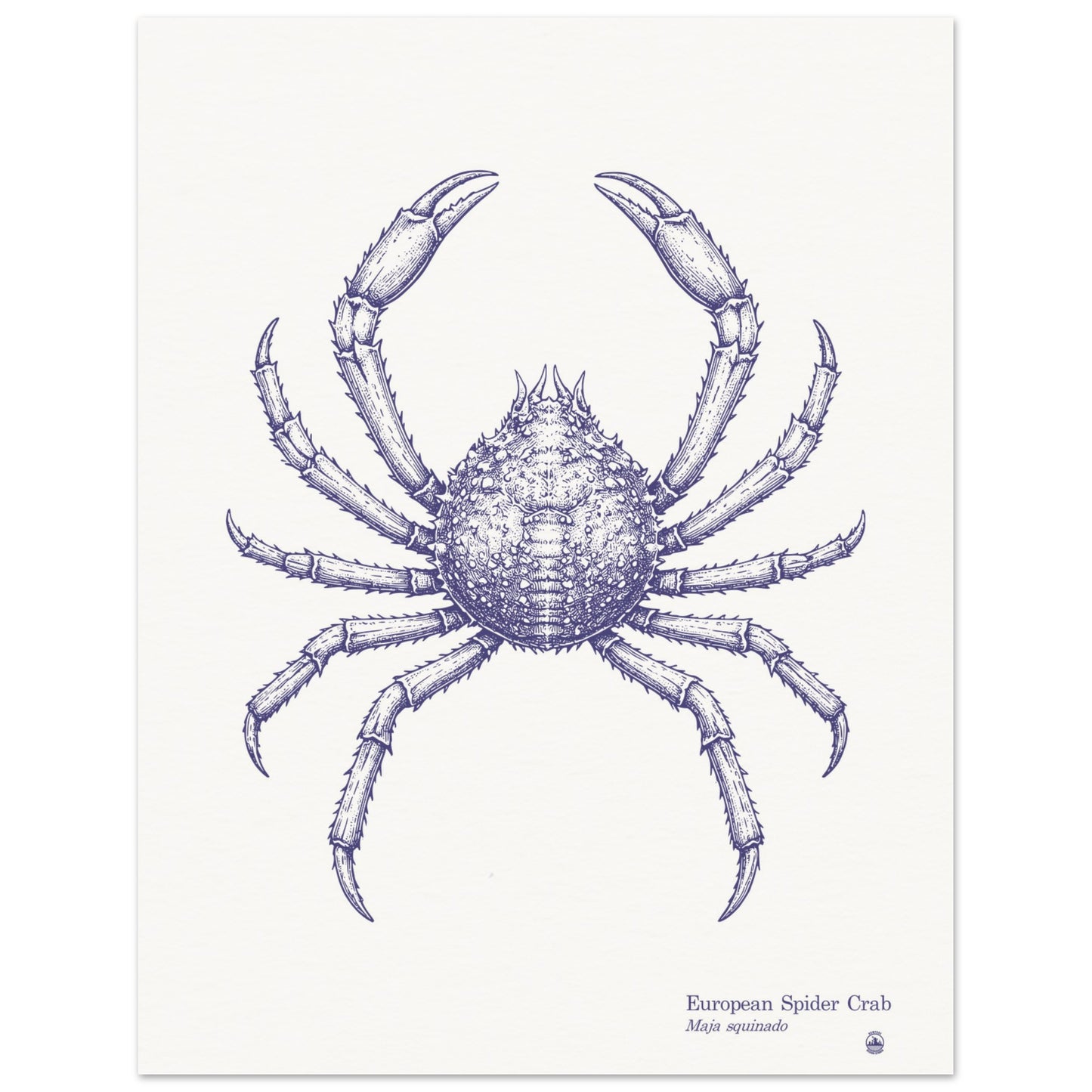 European Spider Crab Wall Art | Vintage Marine Illustration - Rampage Design Studio