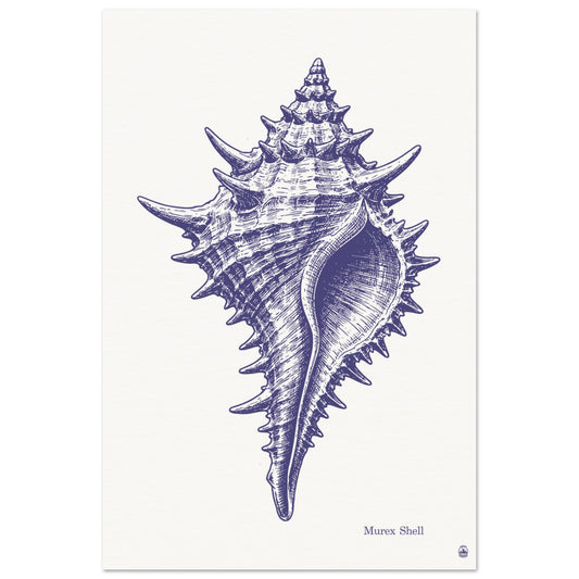 Murex Shell Wall Art | Vintage Marine Illustration Print - Rampage Design Studio