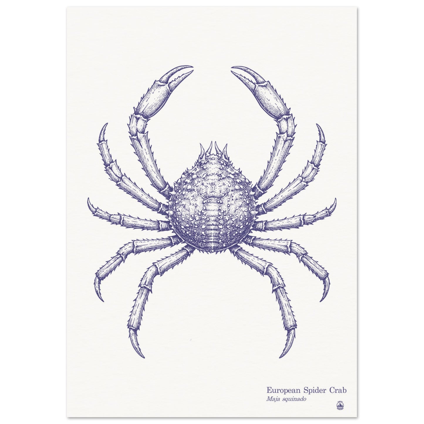 European Spider Crab Wall Art | Vintage Marine Illustration - Rampage Design Studio