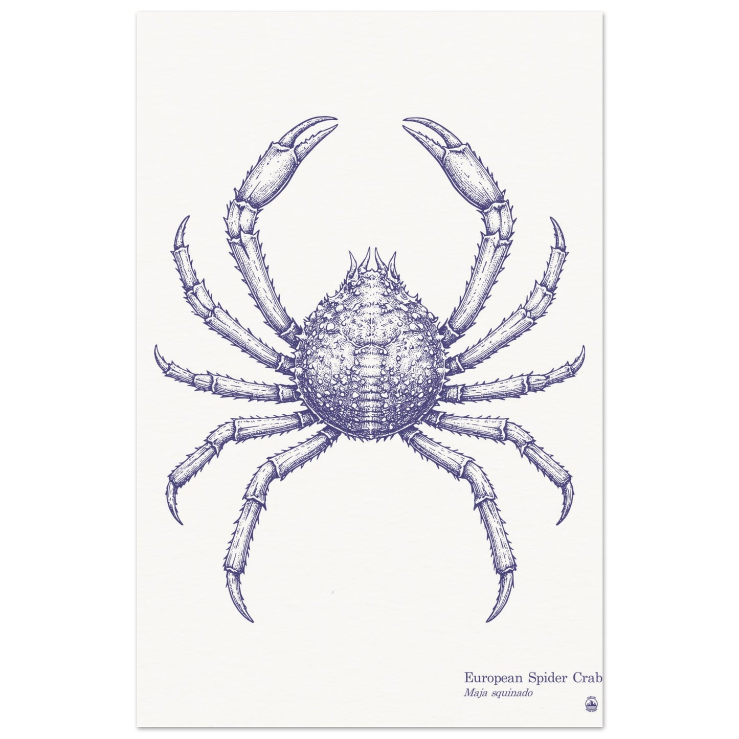 European Spider Crab Wall Art | Vintage Marine Illustration - Rampage Design Studio