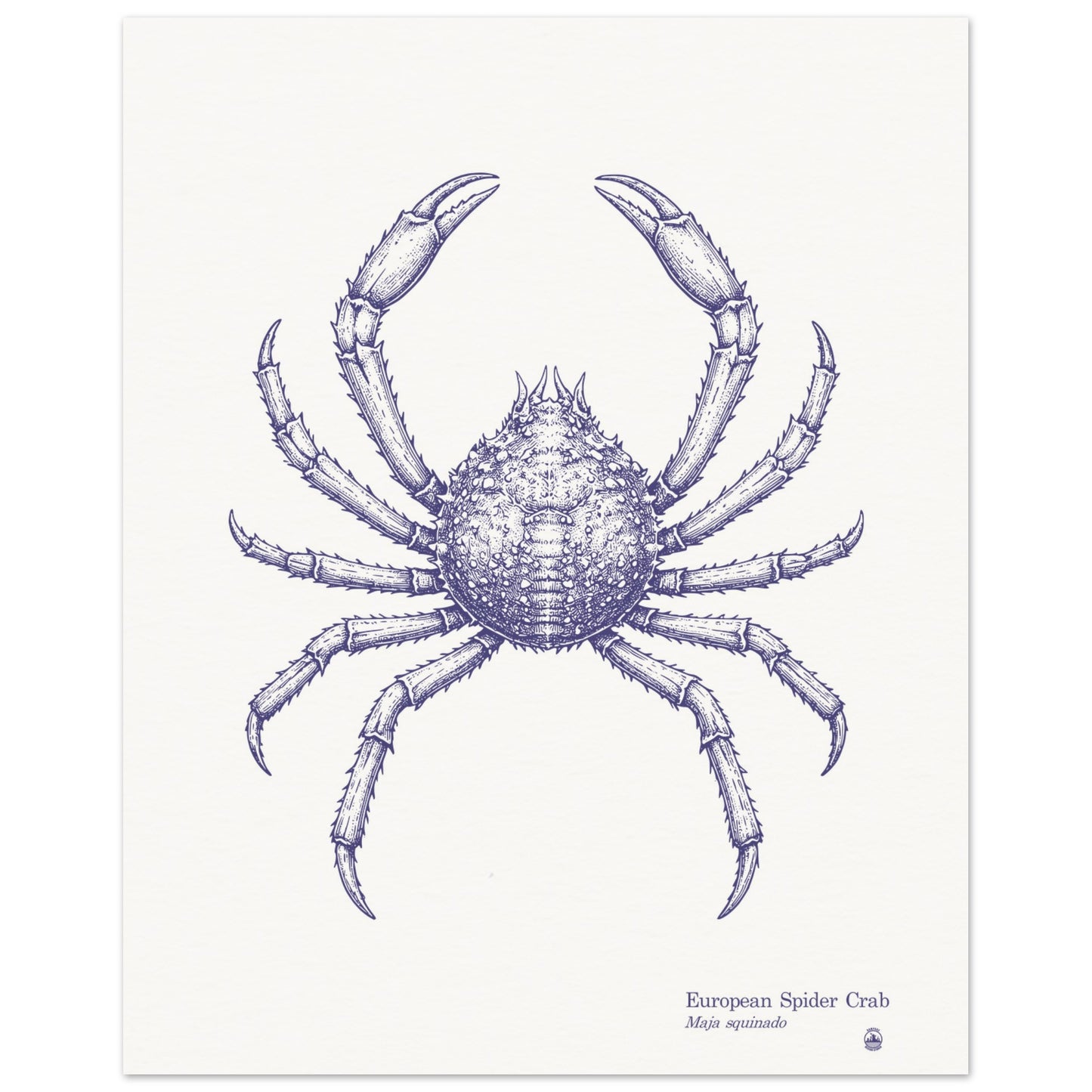European Spider Crab Wall Art | Vintage Marine Illustration - Rampage Design Studio
