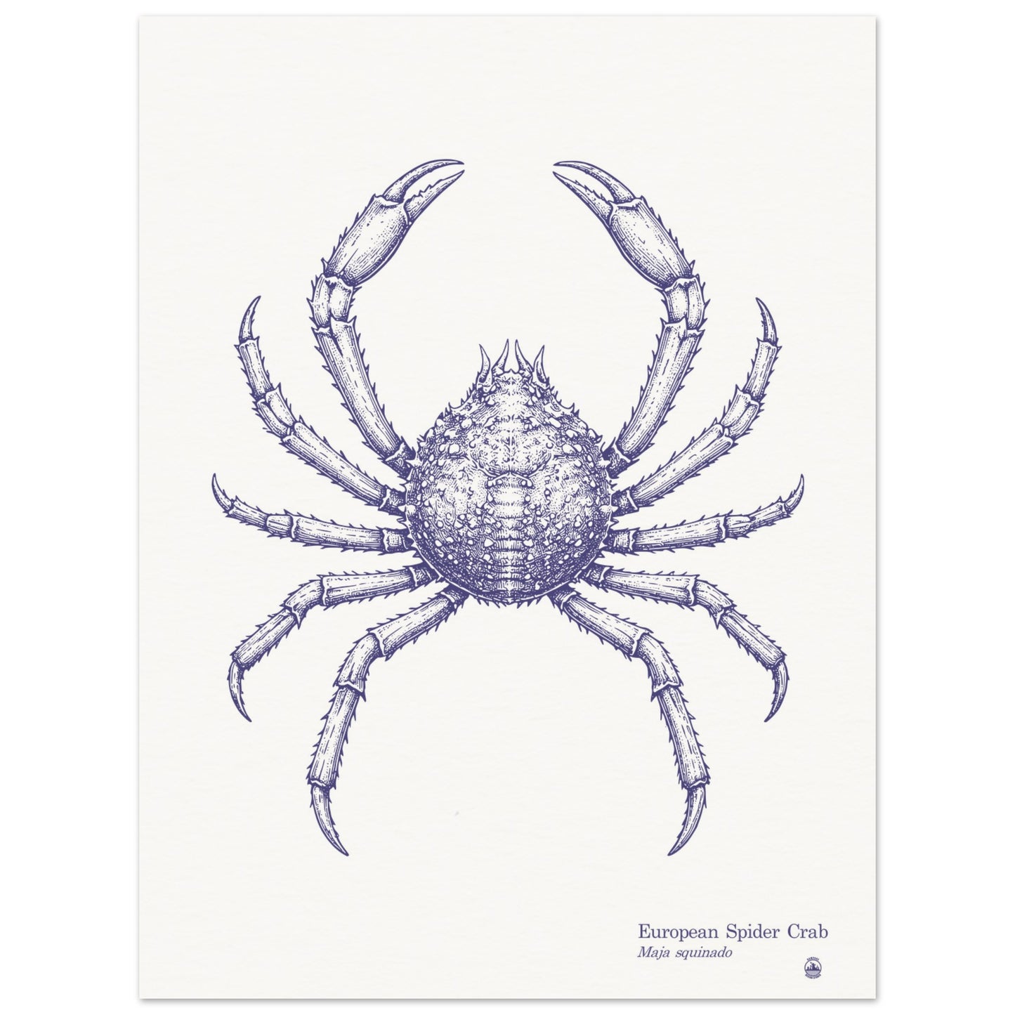 European Spider Crab Wall Art | Vintage Marine Illustration - Rampage Design Studio
