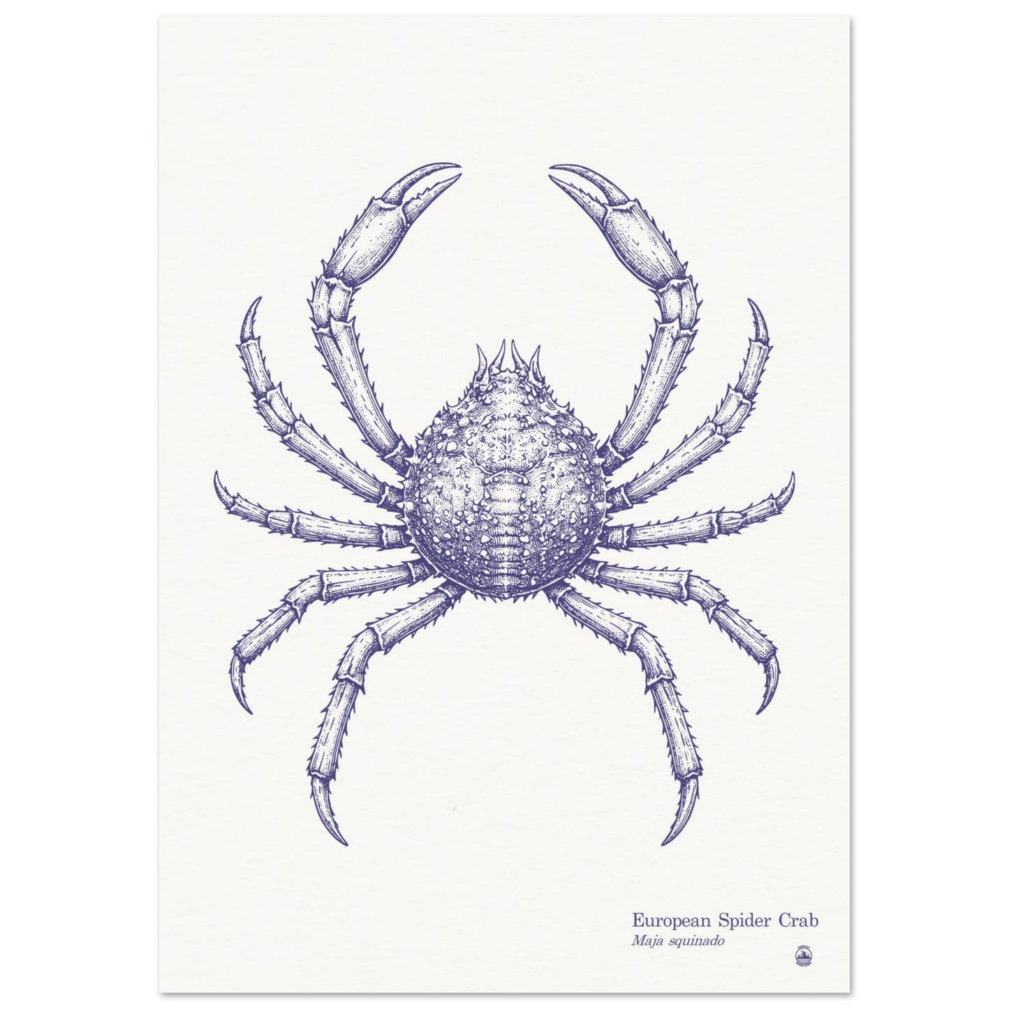 European Spider Crab Wall Art | Vintage Marine Illustration - Rampage Design Studio