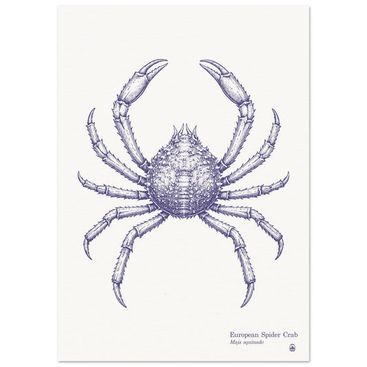 European Spider Crab Wall Art | Vintage Marine Illustration - Rampage Design Studio