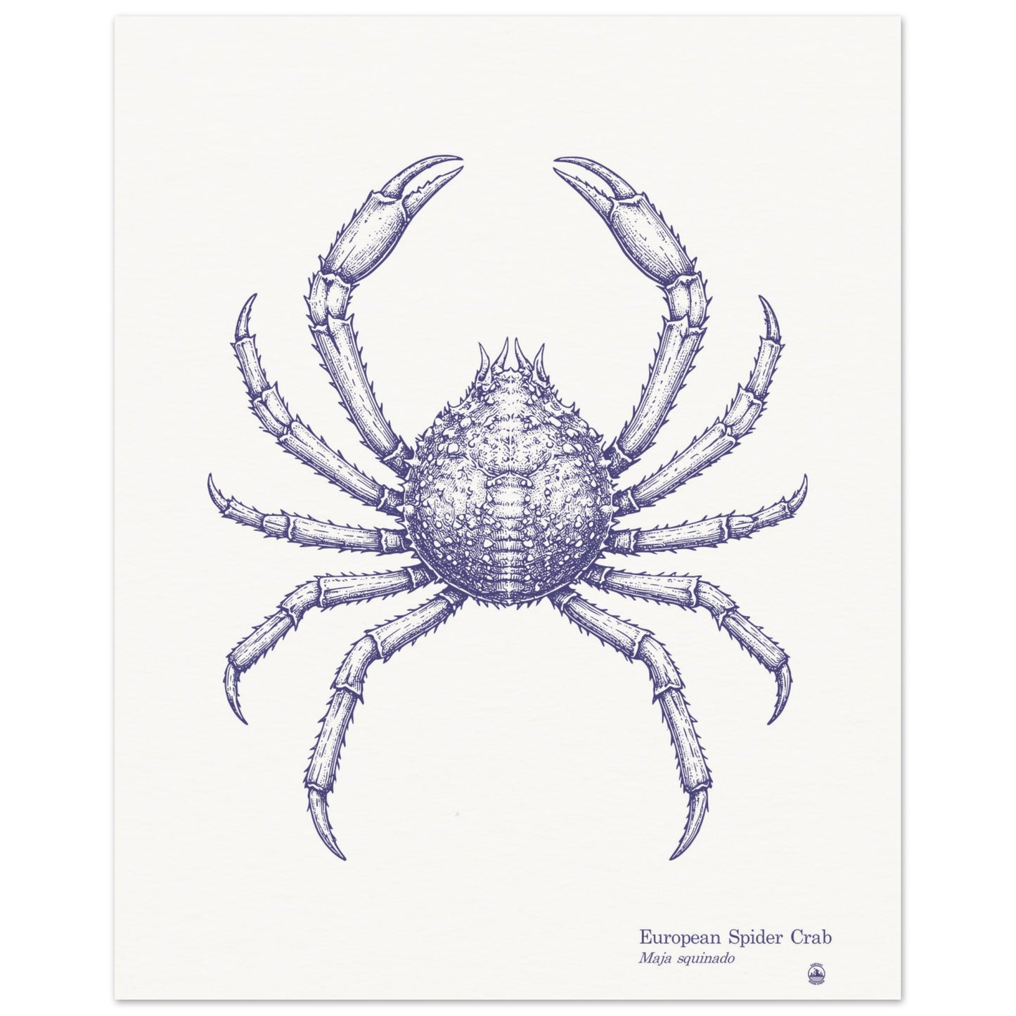 European Spider Crab Wall Art | Vintage Marine Illustration - Rampage Design Studio