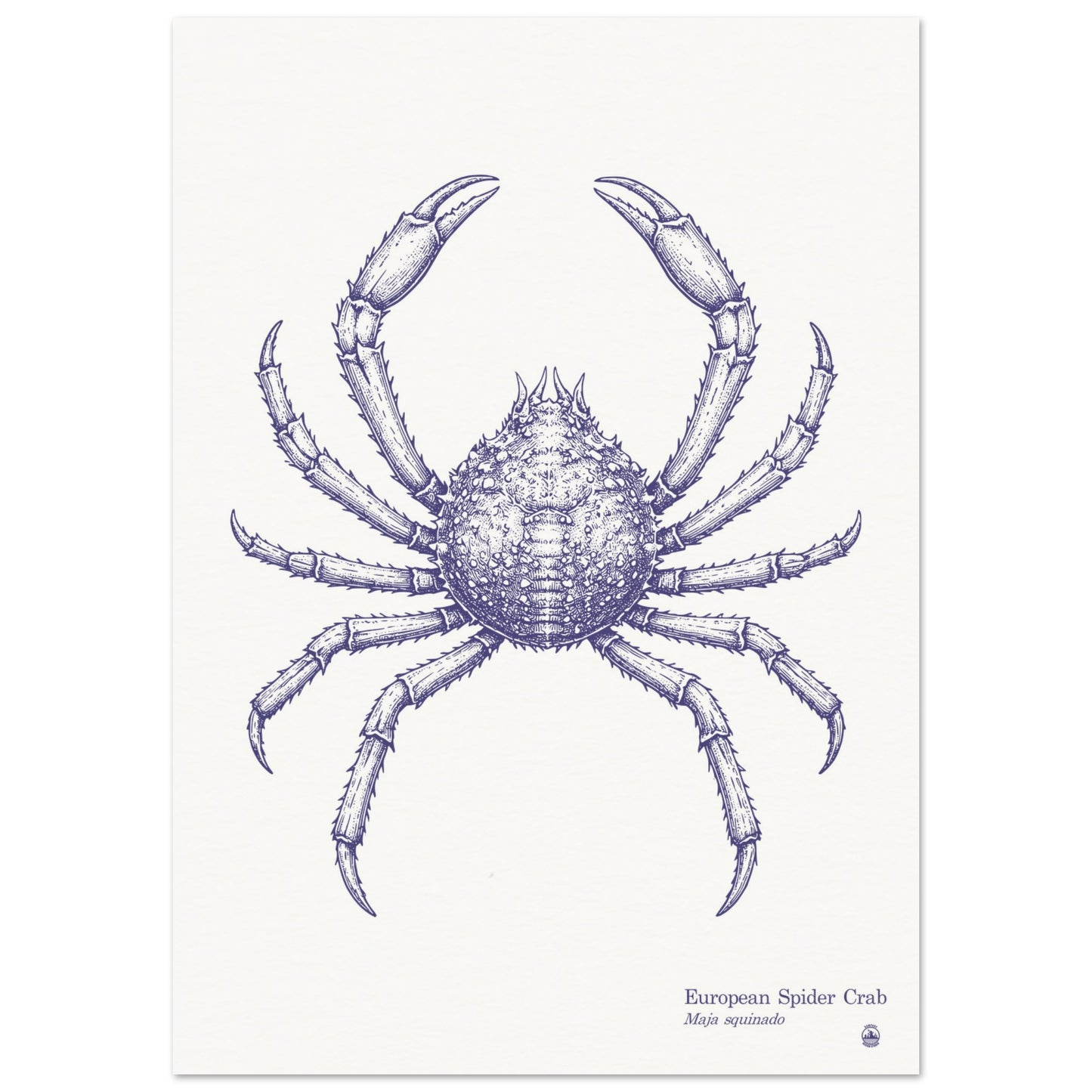 European Spider Crab Wall Art | Vintage Marine Illustration - Rampage Design Studio