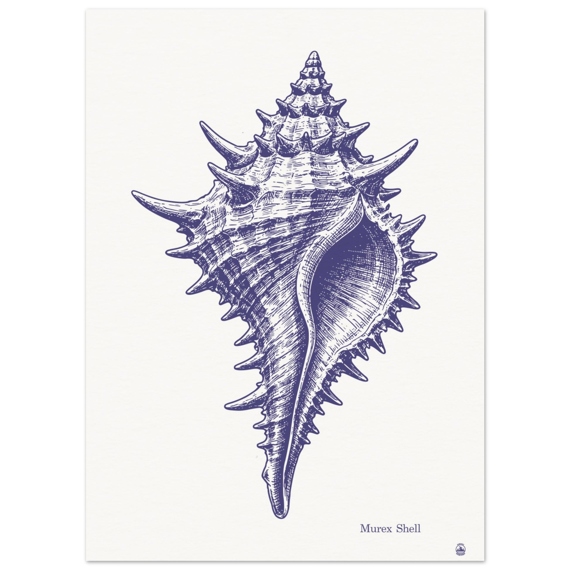 Murex Shell Wall Art | Vintage Marine Illustration Print - Rampage Design Studio
