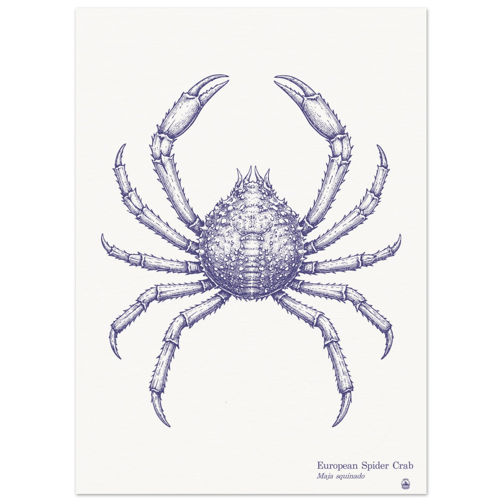 European Spider Crab Wall Art | Vintage Marine Illustration - Rampage Design Studio