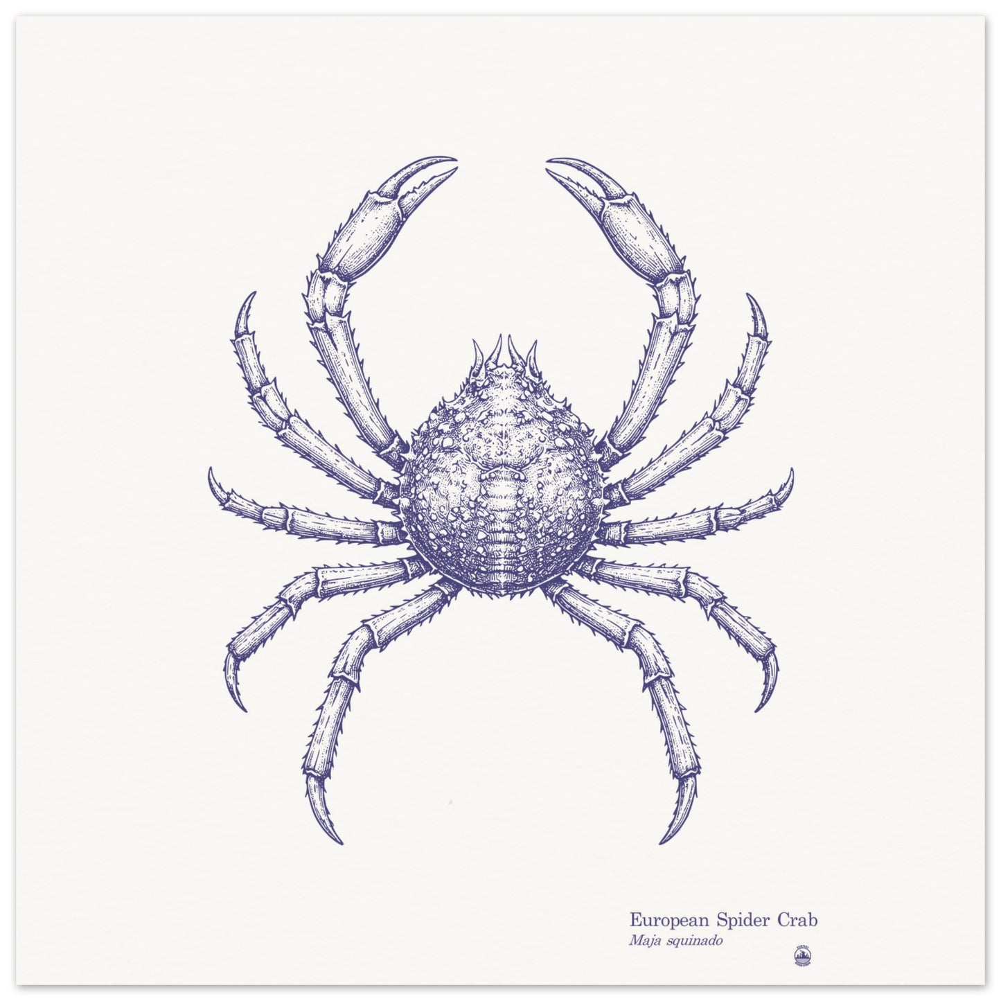 European Spider Crab Wall Art | Vintage Marine Illustration - Rampage Design Studio