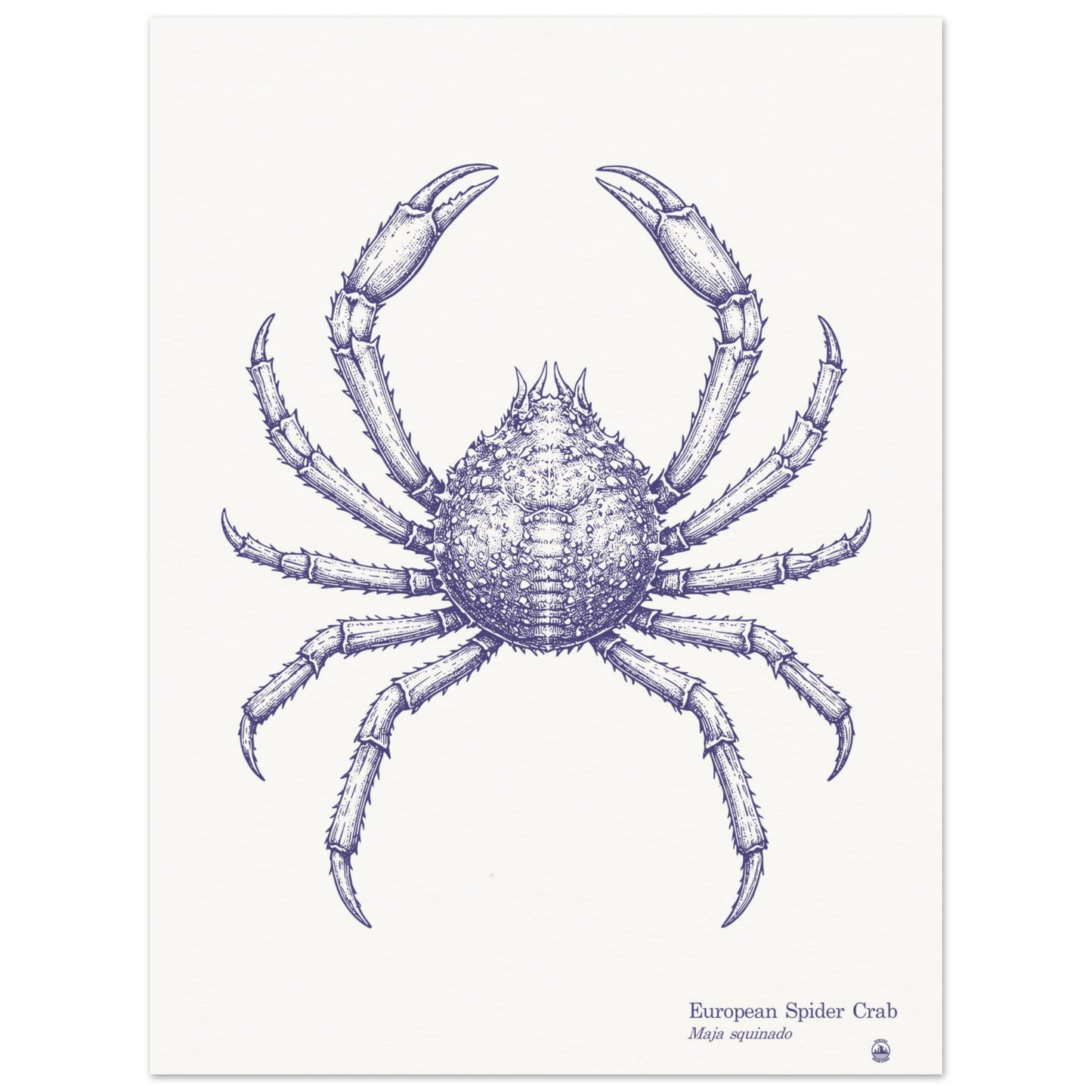 European Spider Crab Wall Art | Vintage Marine Illustration - Rampage Design Studio