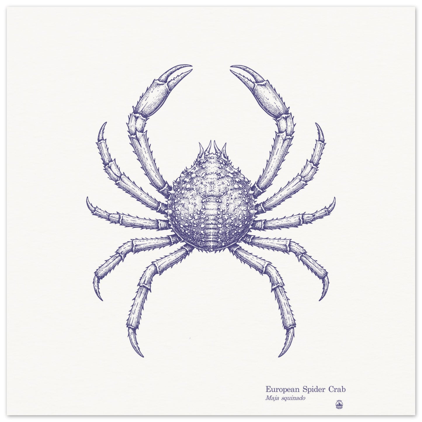 European Spider Crab Wall Art | Vintage Marine Illustration - Rampage Design Studio