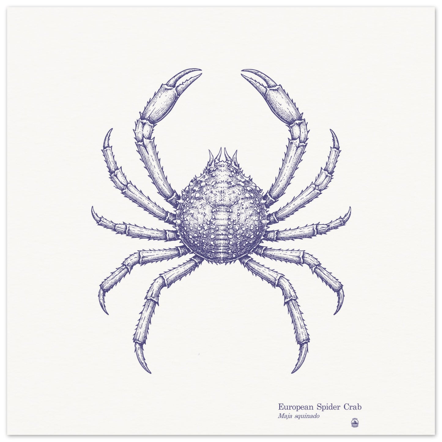 European Spider Crab Wall Art | Vintage Marine Illustration - Rampage Design Studio